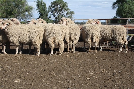 18 Mths Old Ewes 10 Mths Wool No Dags No Stain IMG_1524