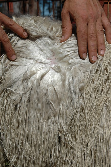 The Suri fleece is grown over a 12 month period.