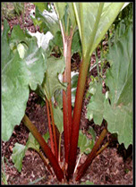 Himalayan Rhubarb (Rheum Emodi ); Plant Roots