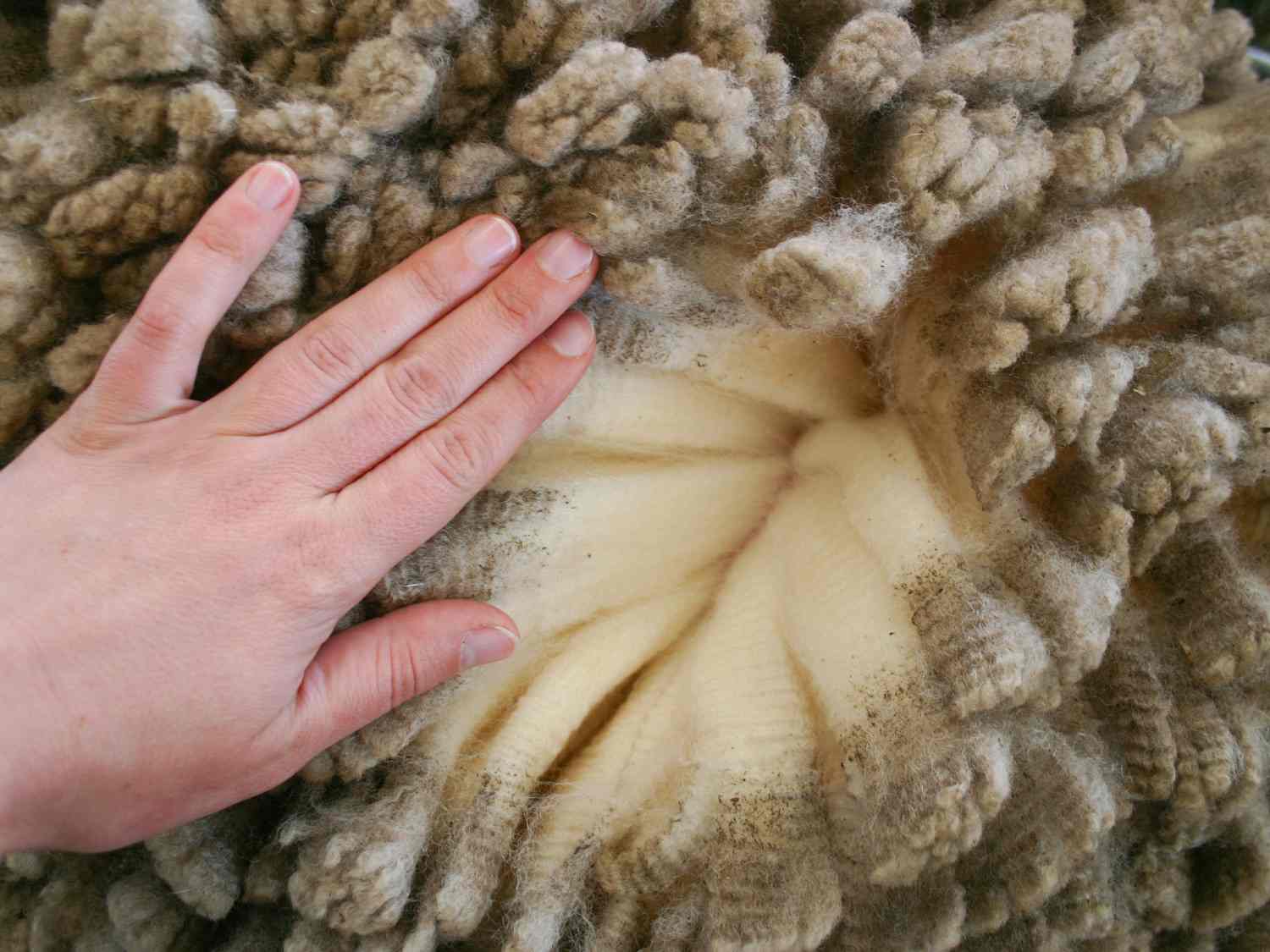 Wool Market Report