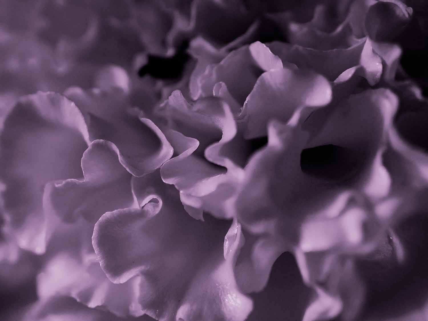 Biobased Materials TN