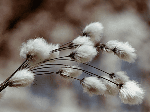 cotton leader (1)