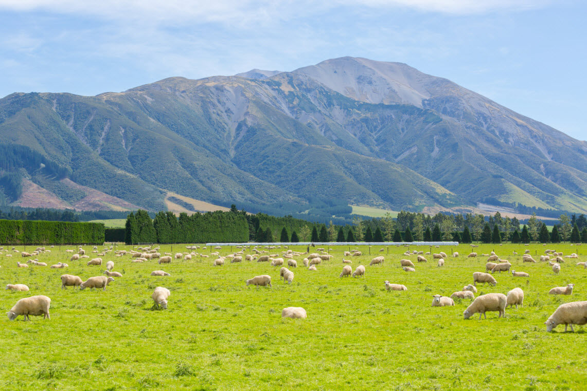 New Zealand wool market strengthens again