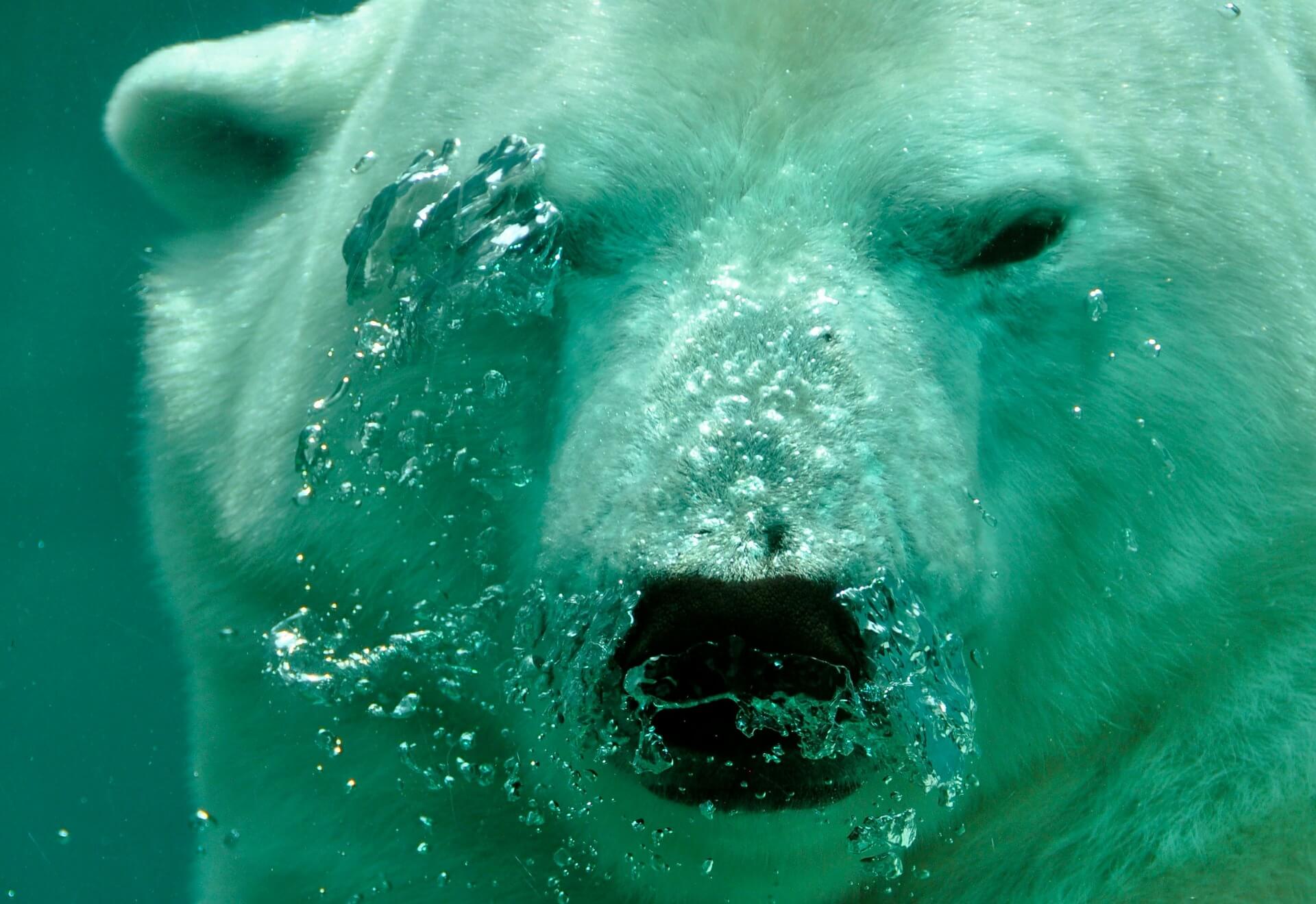 Polar bear inspired material for heat insulation