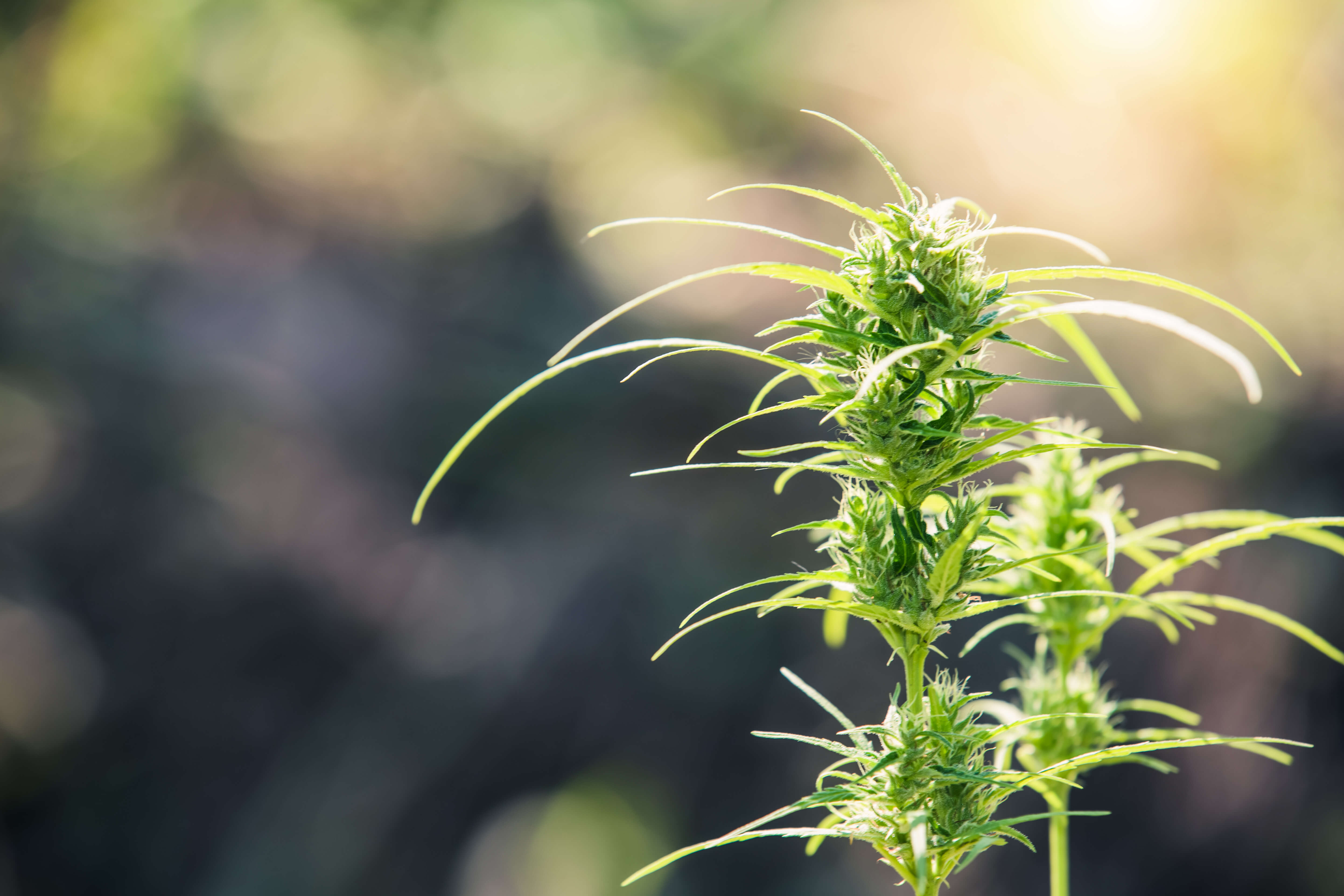 Tatham processes hemp fibres for various textile applications.jpg