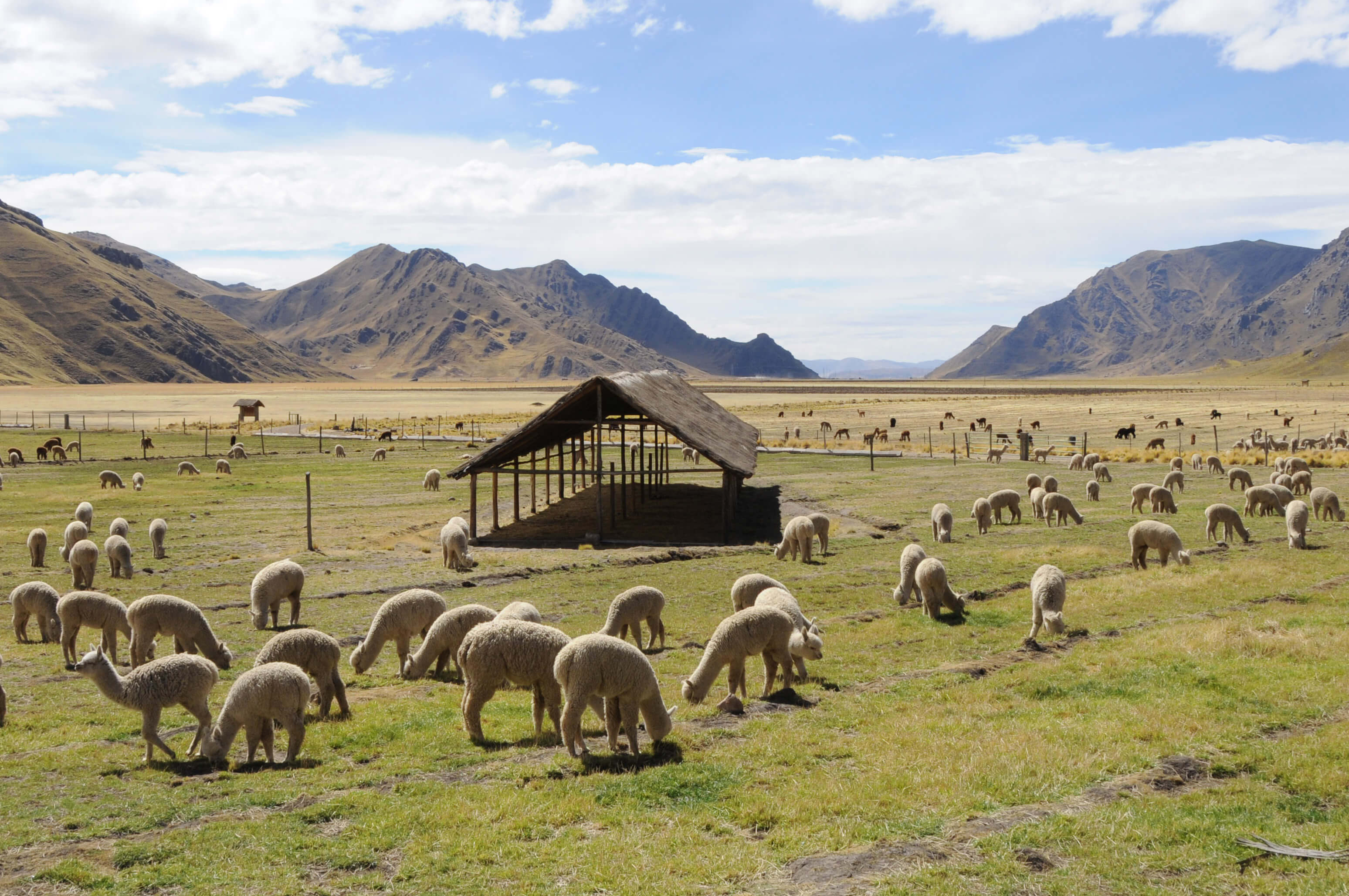 Inca Group introduces fully traceable alpaca yarns
