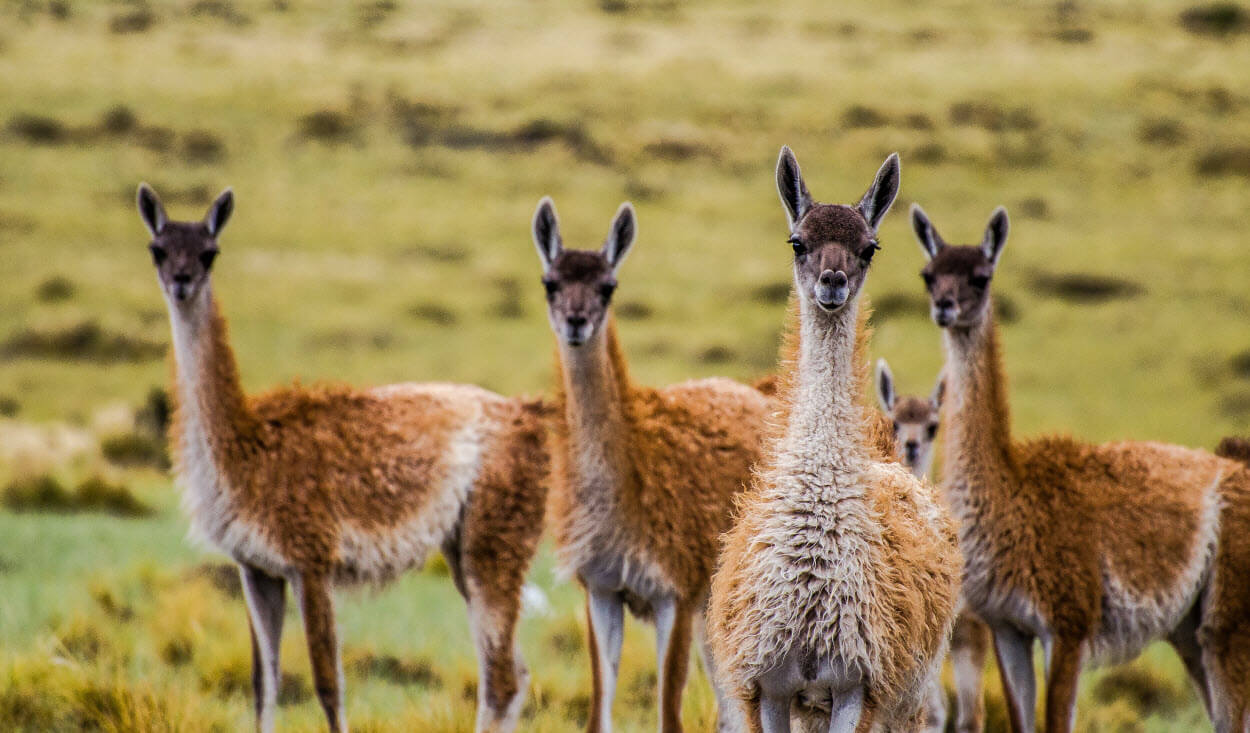 A group of guanacos out in the wild in Patagonia, Argentina..jpg