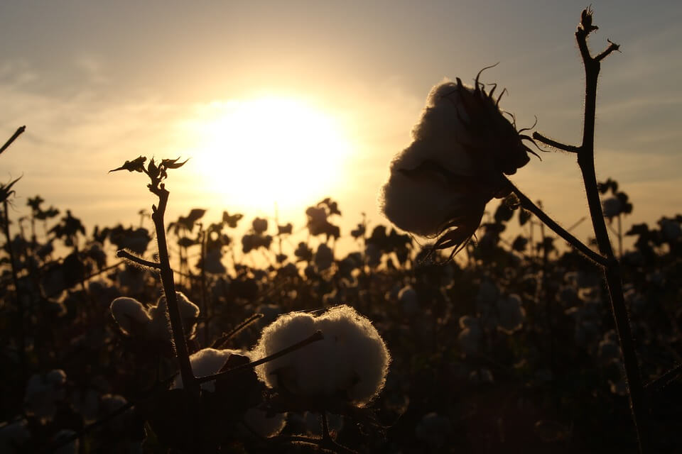 Pakistan seeks alternatives to Indian cotton imports over Kashmir crisis