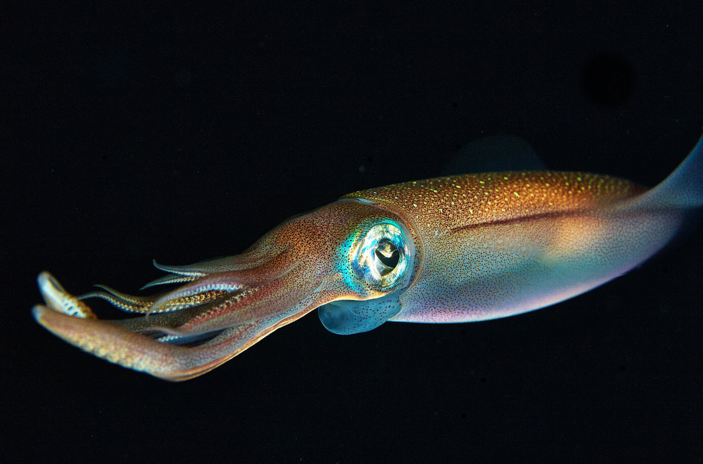 squid.jpg (1)