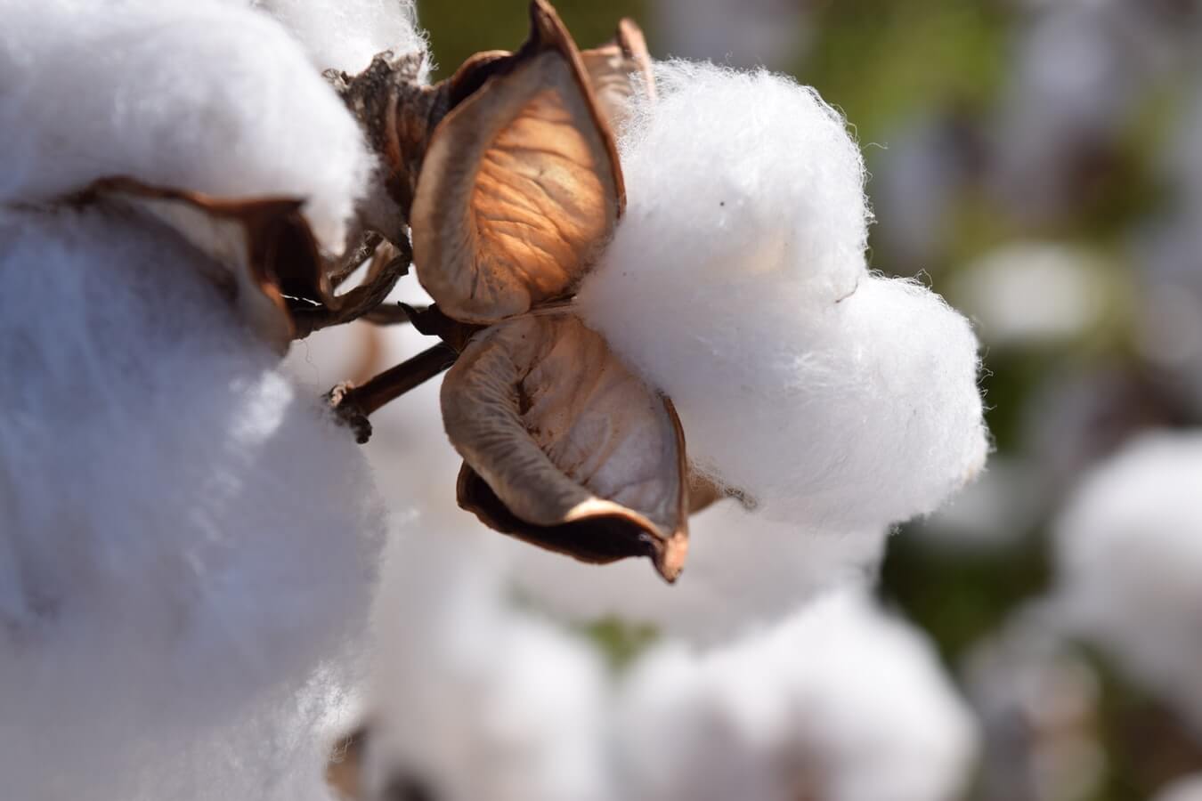 Cotton up on China’s tariff reductions