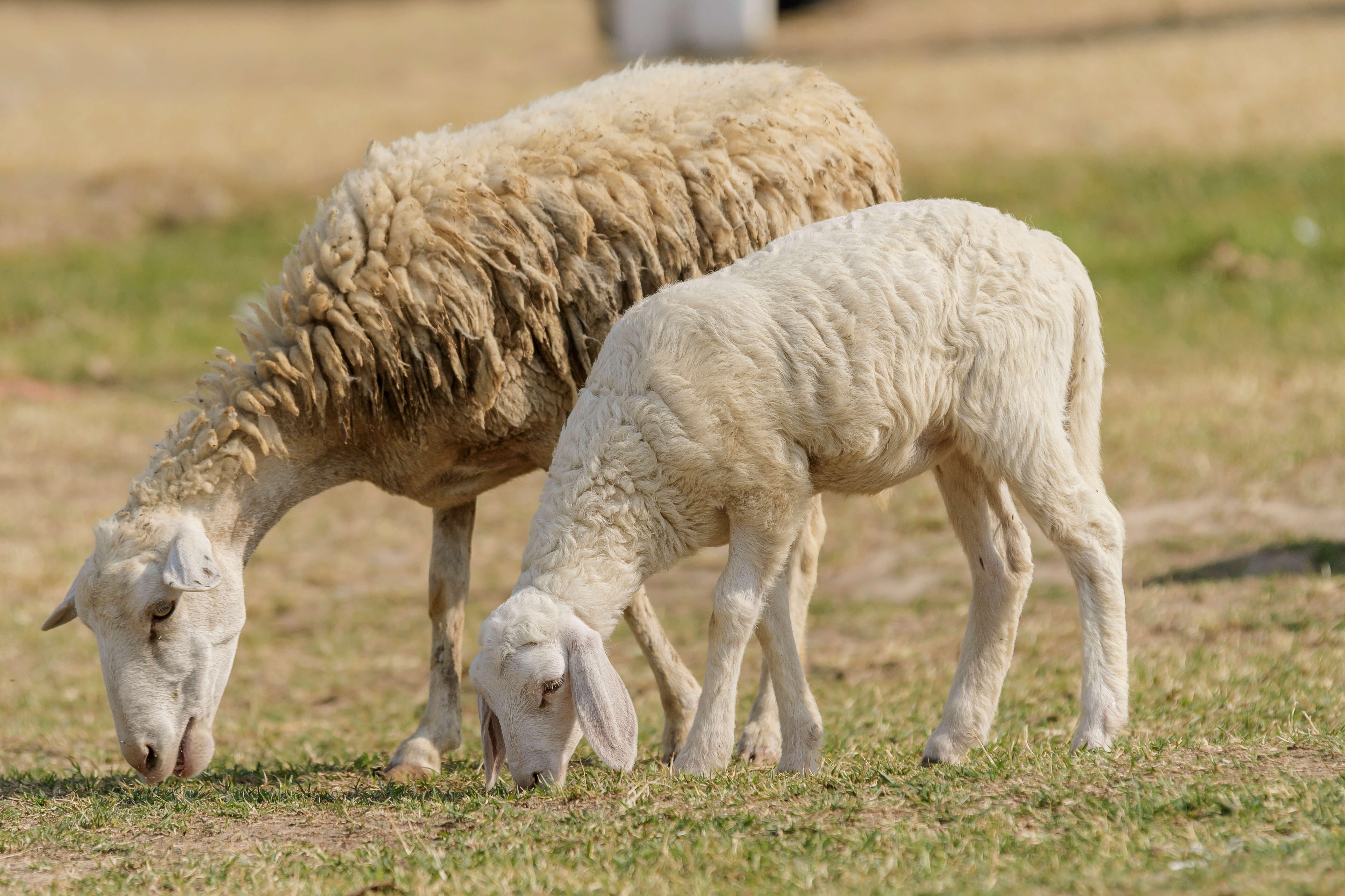 Australian wool market has a steady week with smaller price fall 