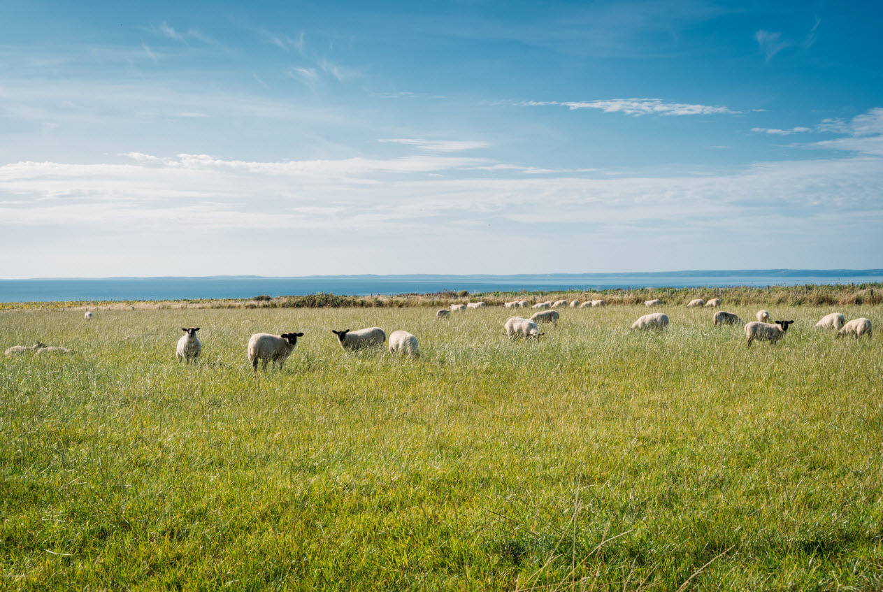 Prices generally hold firm at British wool auction