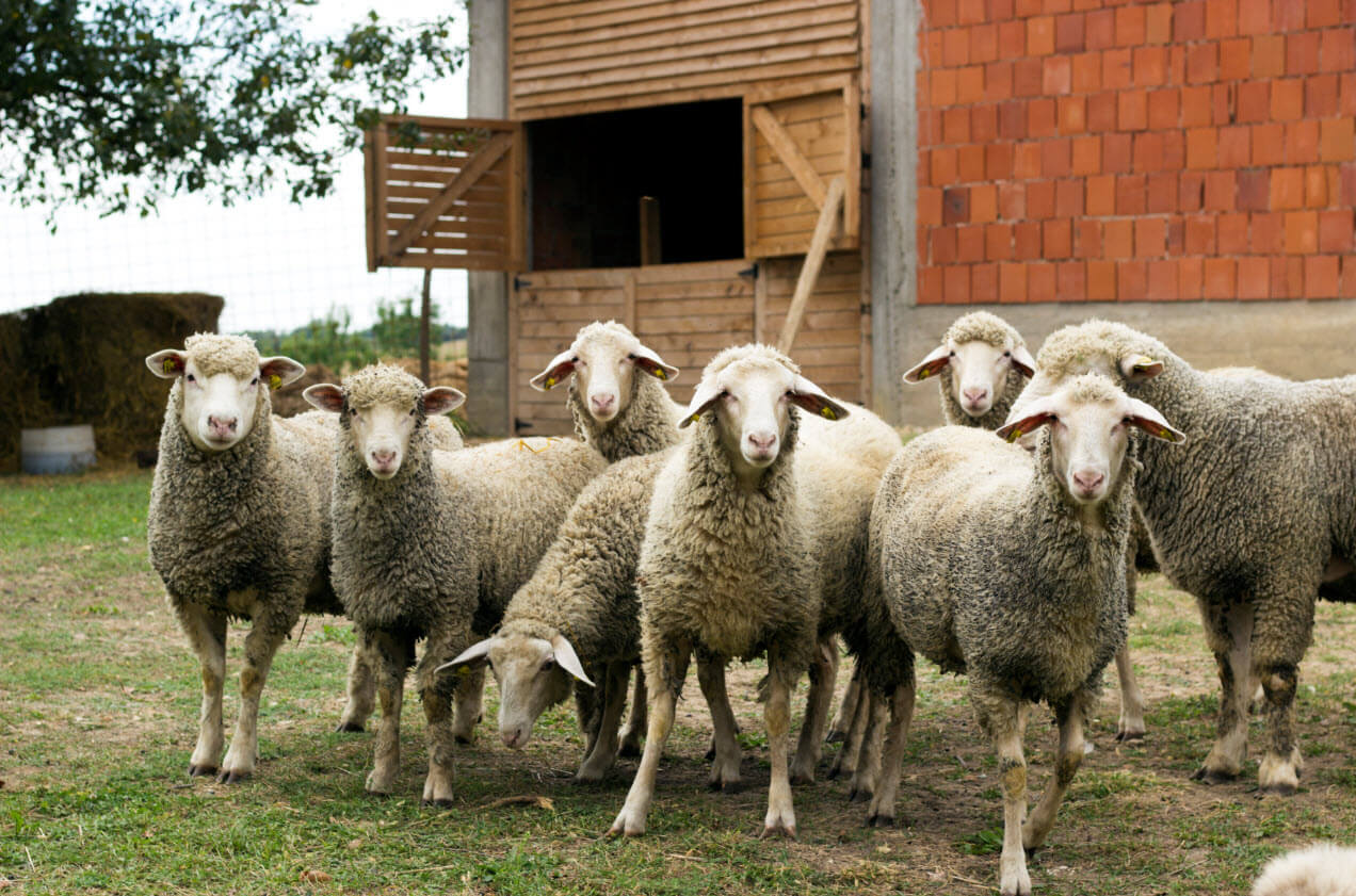 Australian wool prices move into freefall