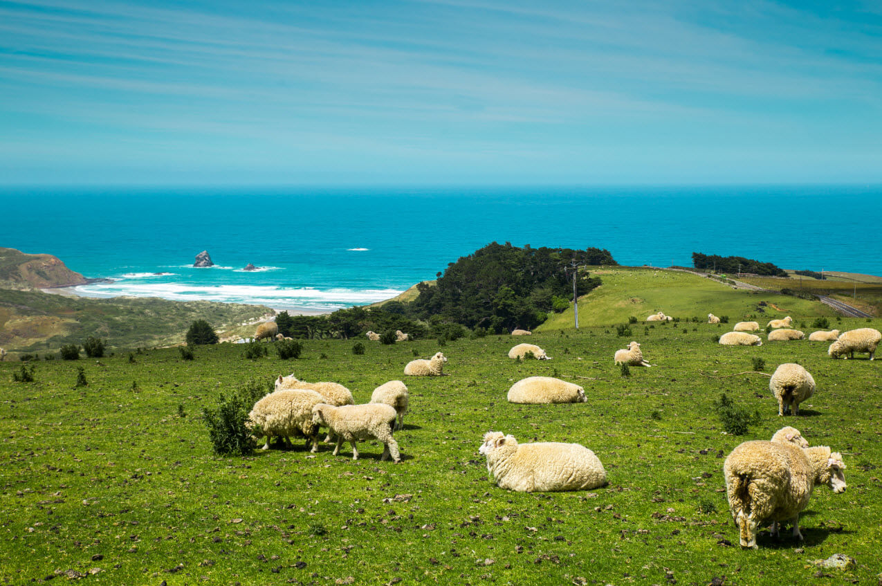 New Zealand wool cheaper after seven-week lockdown