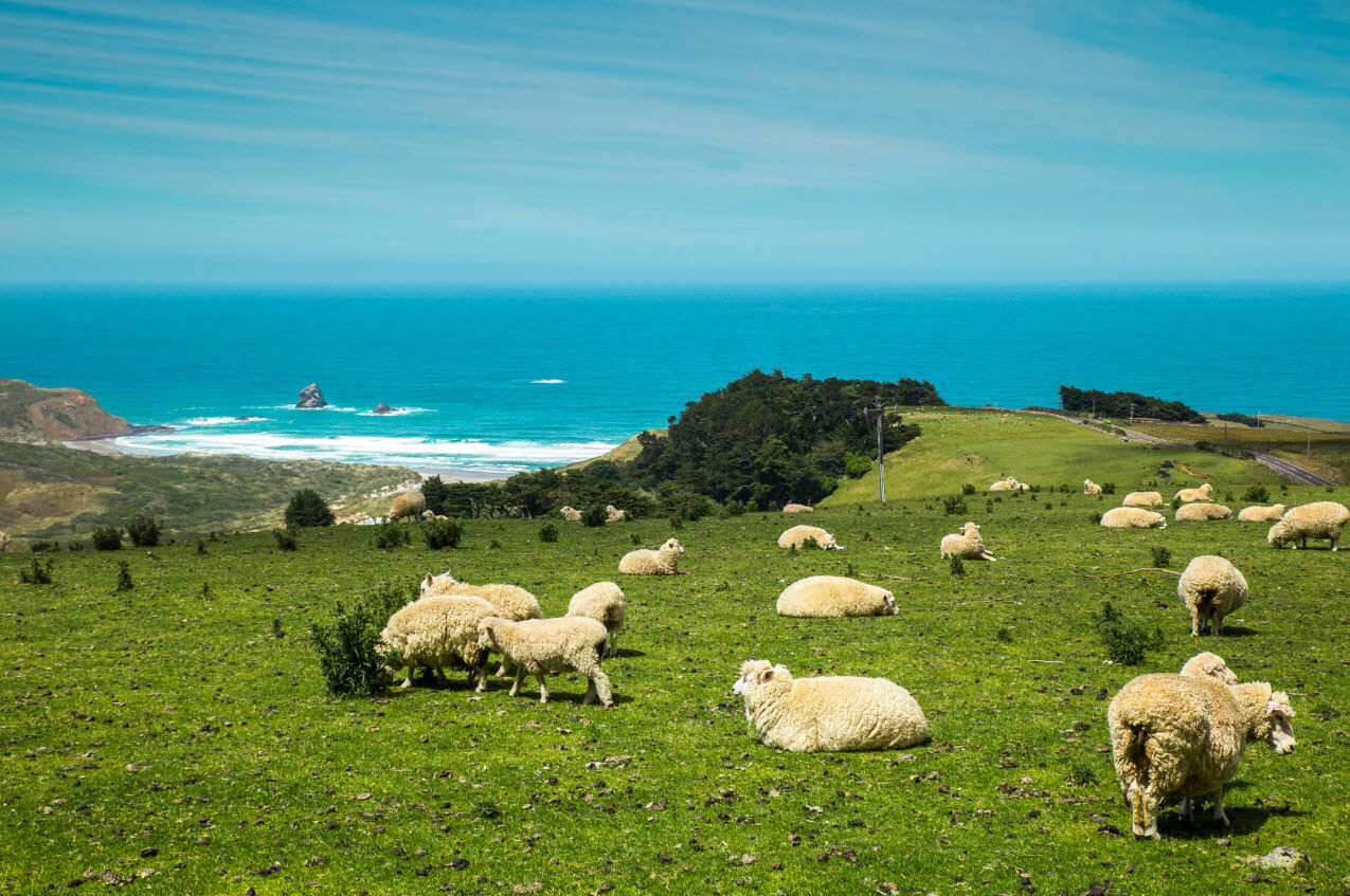 New Zealand sheep.jpg