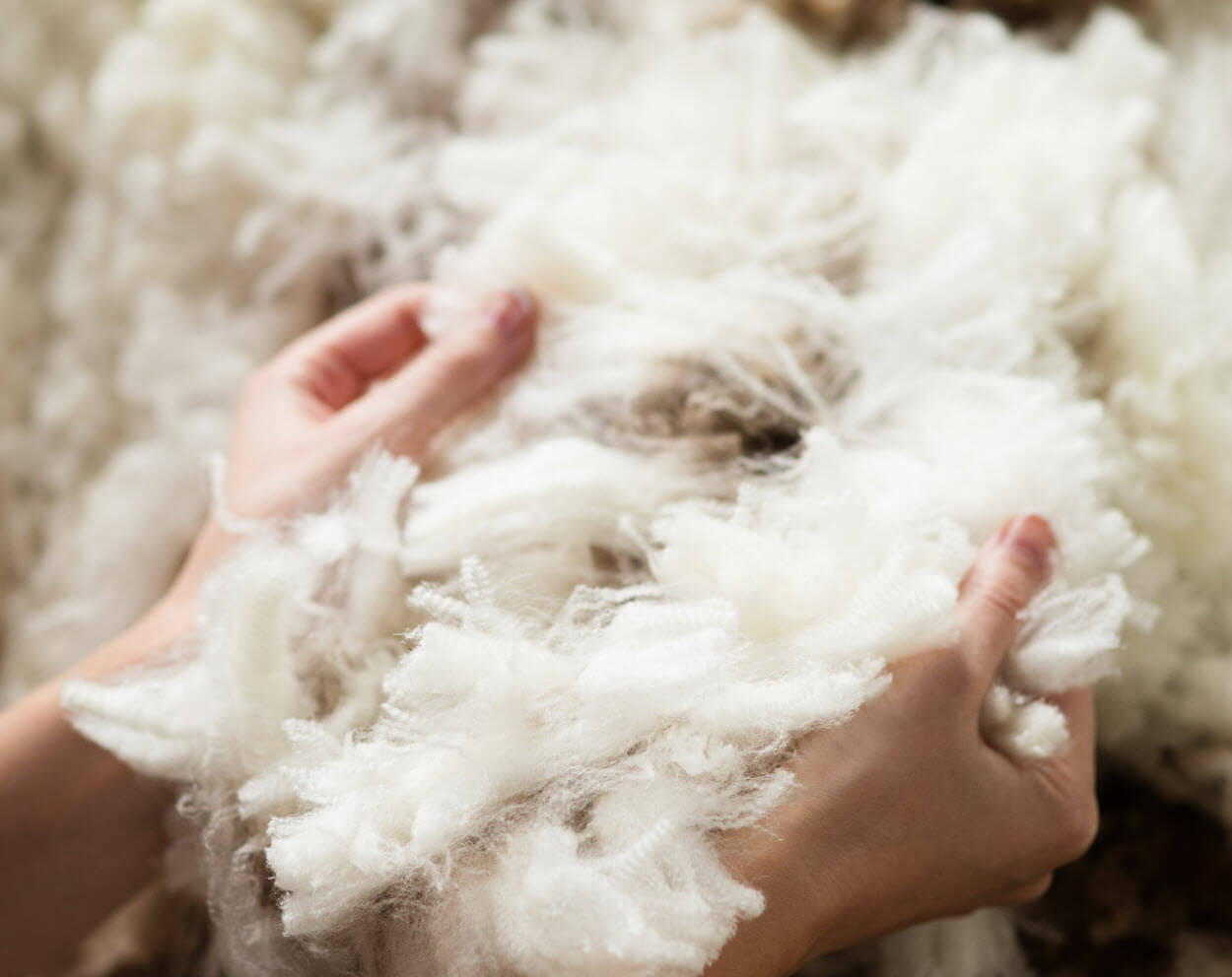 web Raw Australian Merino wool. Photo courtesy of The Woolmark Company..jpg