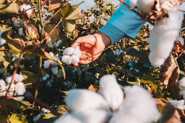 Cotton futures down on second wave of Covid-19