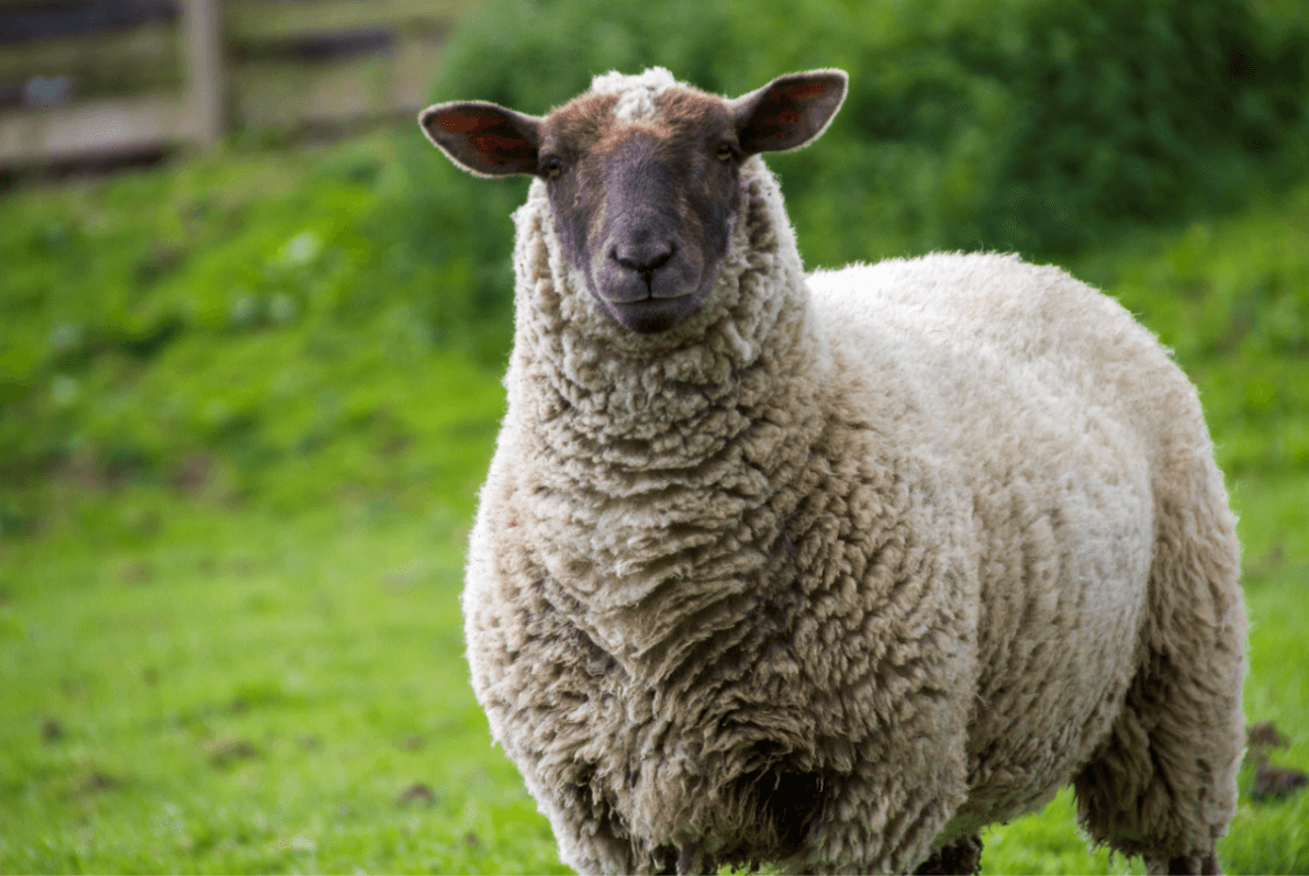 British wool prices rise on steady demand