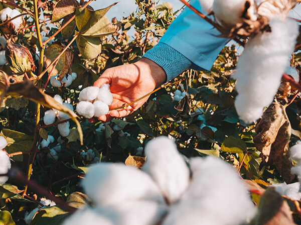 COTTON-1--RESIZED.jpg