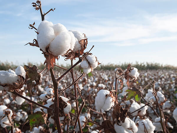 COTTON-4--THUMBN.jpg