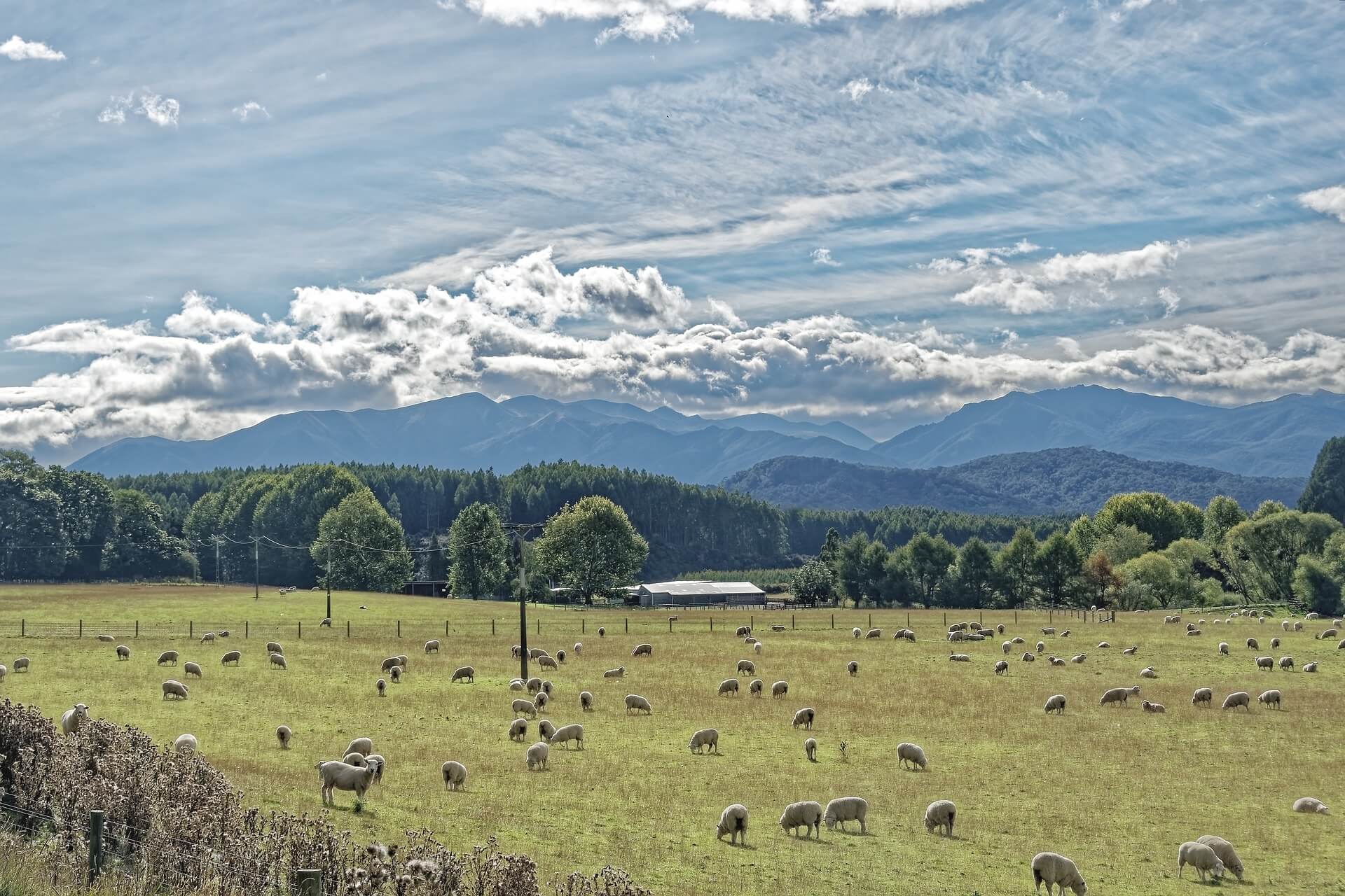 New Zealand sheep.jpg