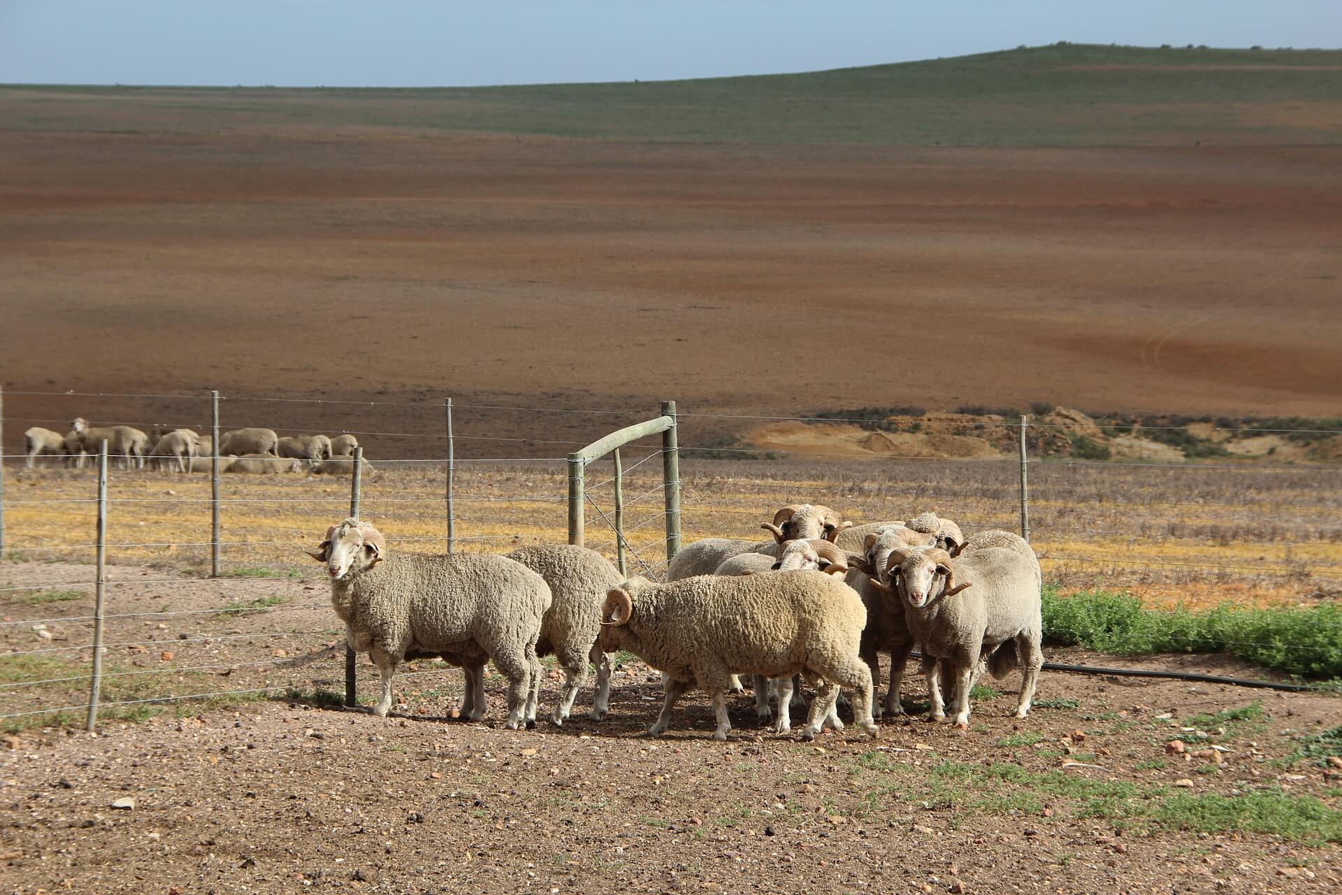 Medium microns drag South African wool market down