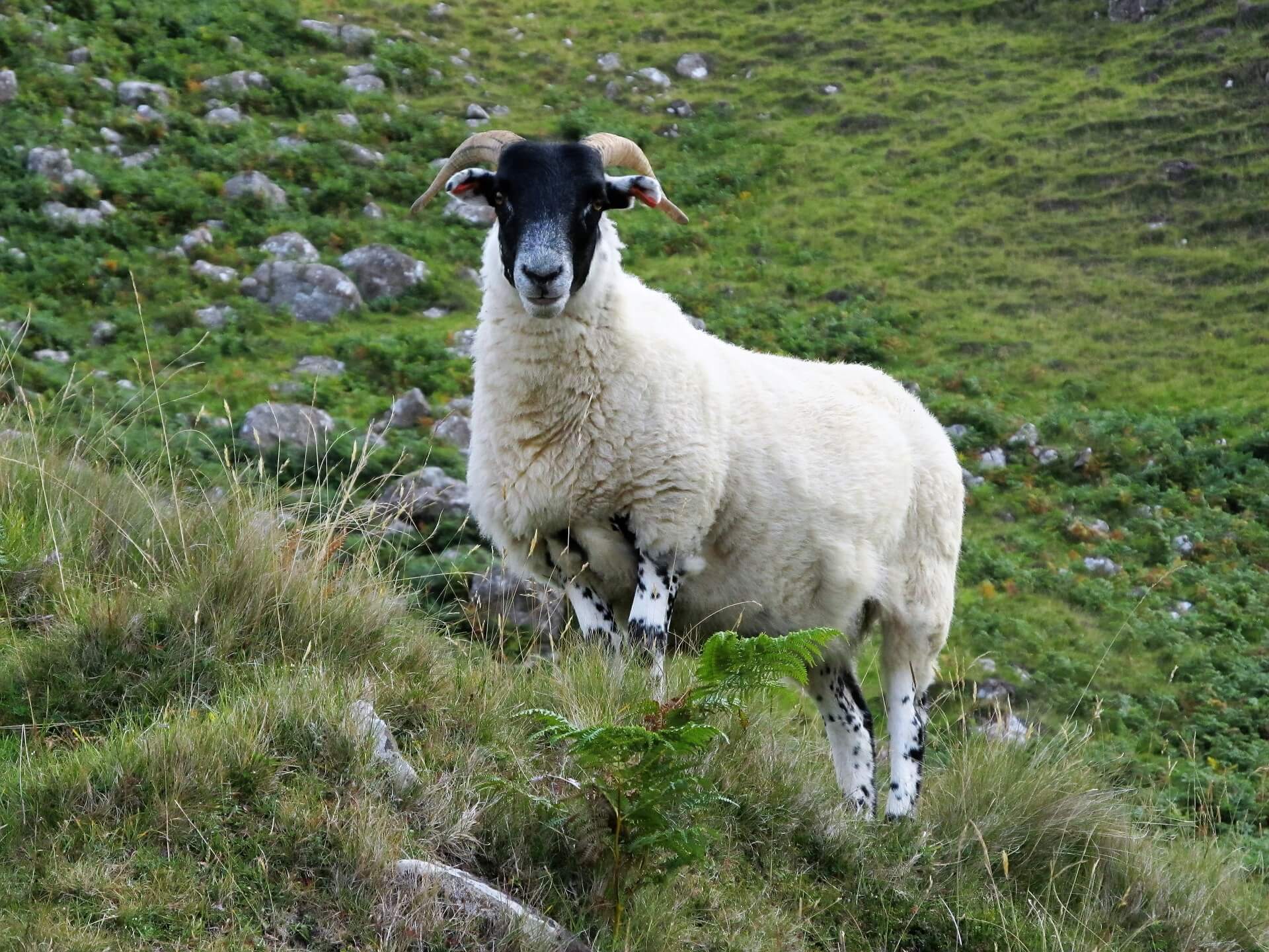 British wool prices up as strong demand emerges