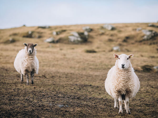 New opportunities emerge for Harris Tweed Hebrides