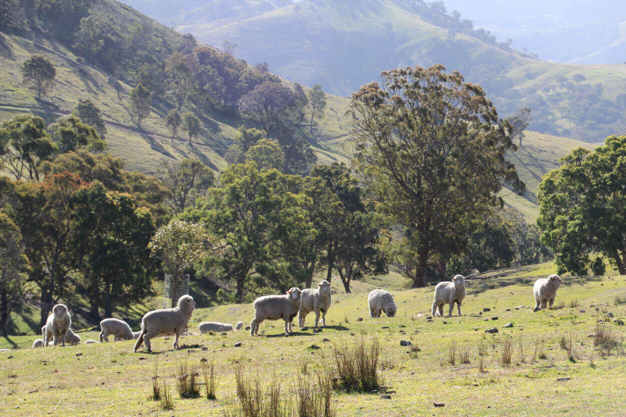 Ep. 51: Australian Wool Exchange adopts new technologies