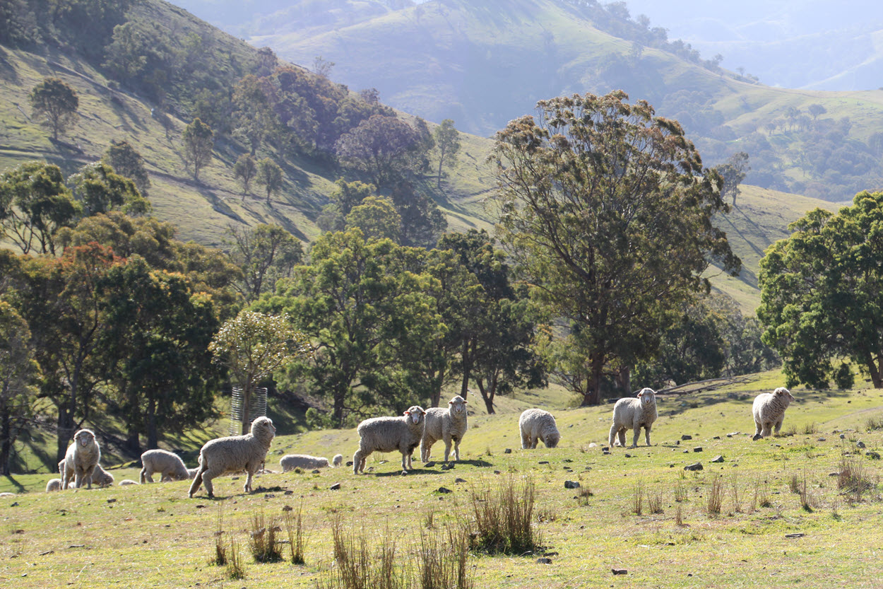 Australian wool aims to rise from the ashes 