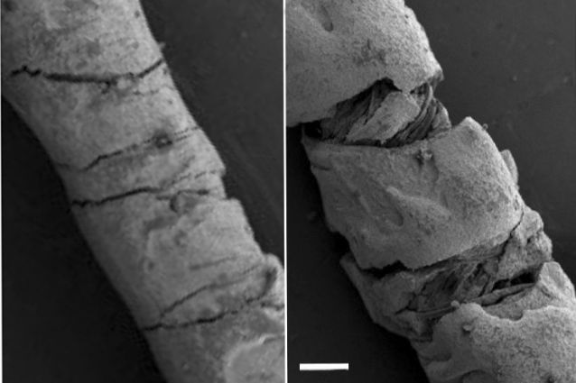 The Sensors Detect Motion When The Threads Bend, Creating Strain That Changes The Way They Conduct Electricity