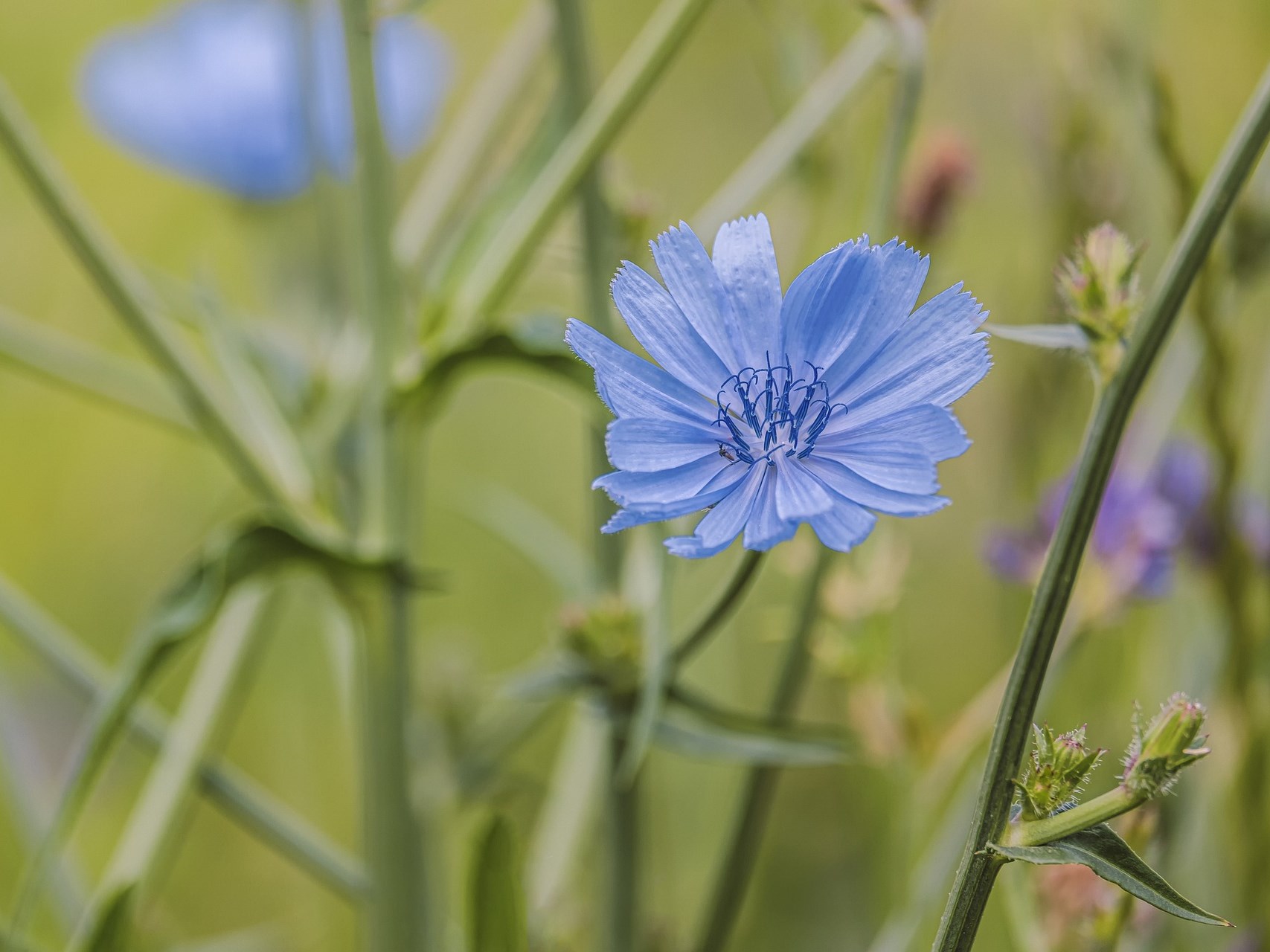 DITF Denkendorf Is Using Chicory Root To Create Bio Based Polymers
