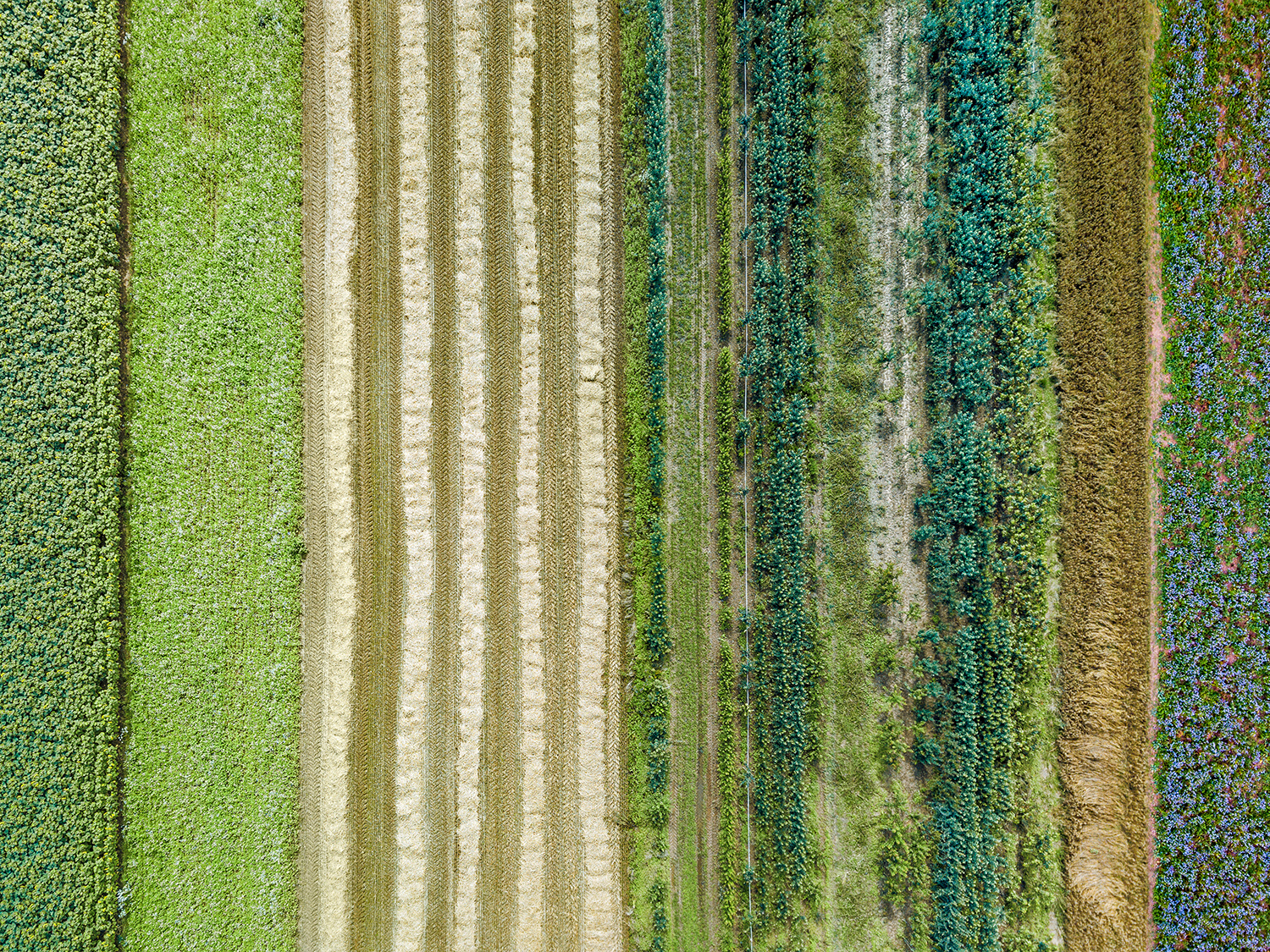REGENERATIVE AGRICULTURE TN