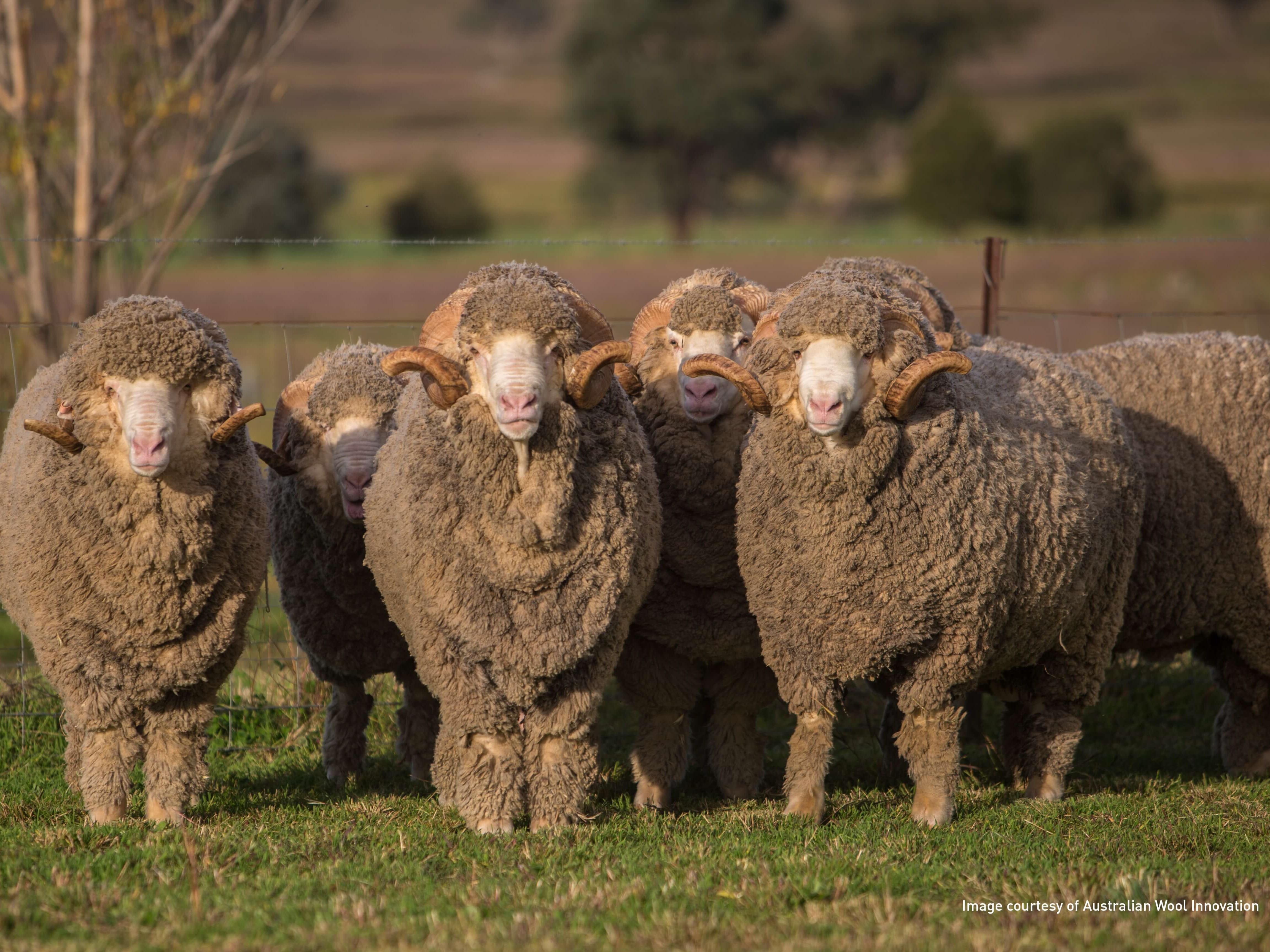 Australian Merino Sheep