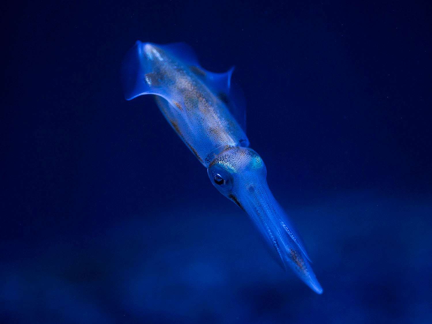 Advancement in thermal squid-inspired material