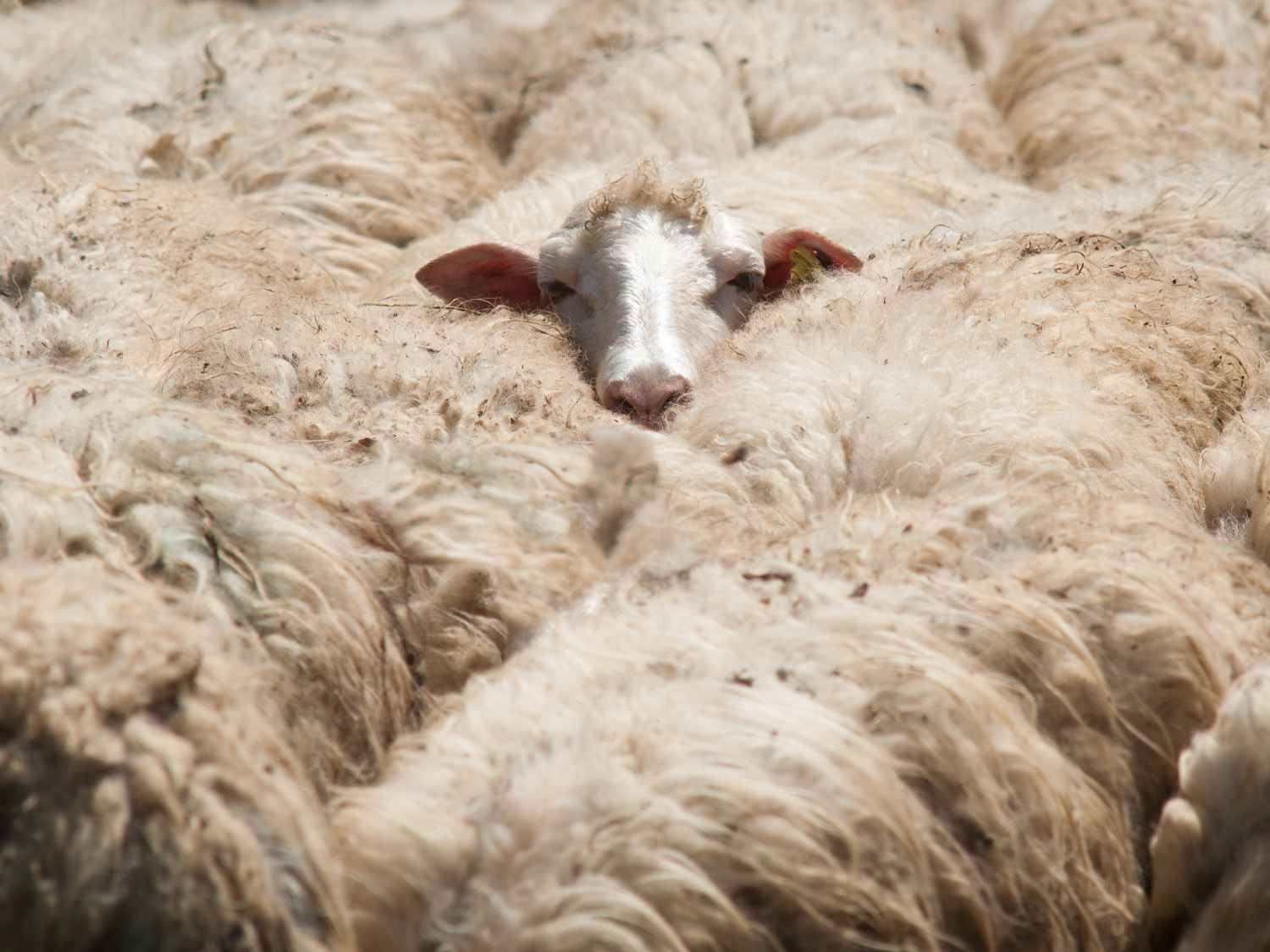 Wool Market Report