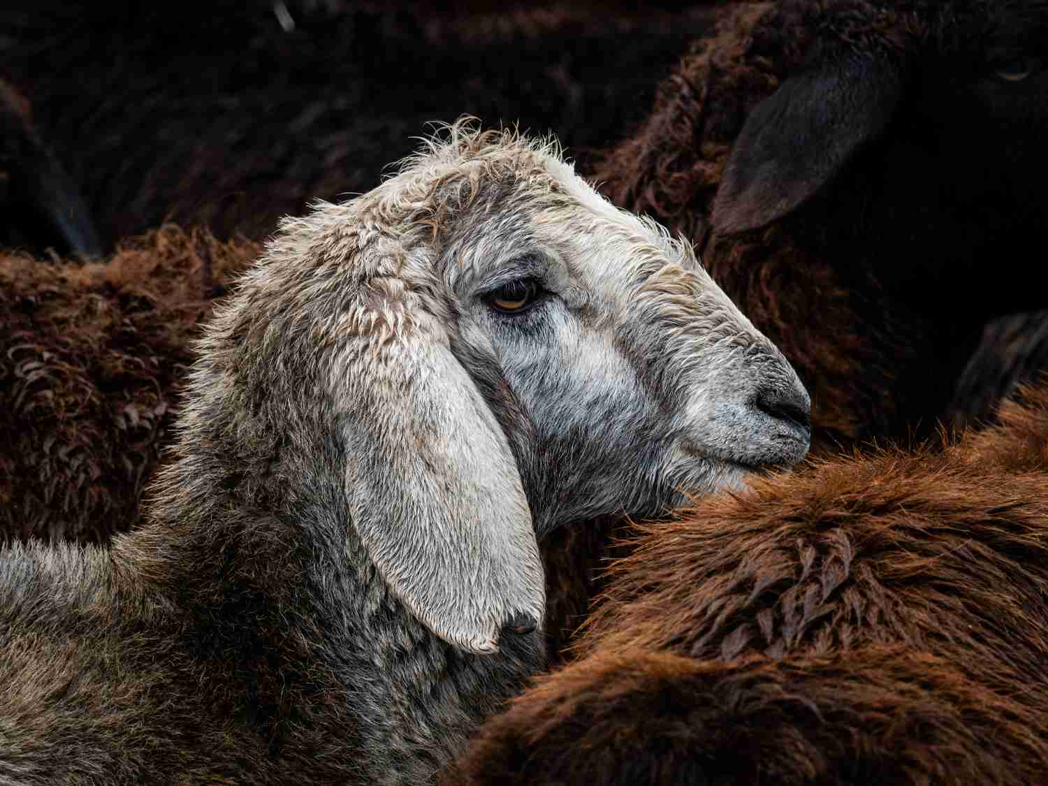 Wool Market Report