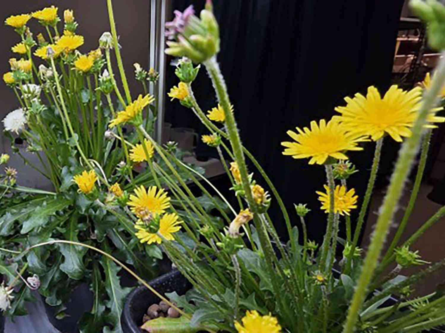 DANDELION TN