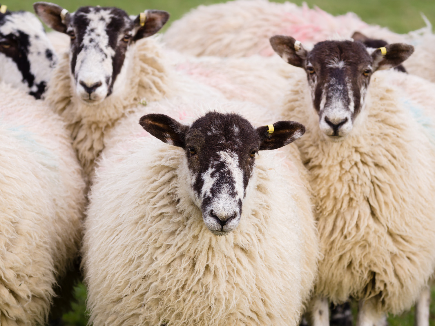 Wool Market Report