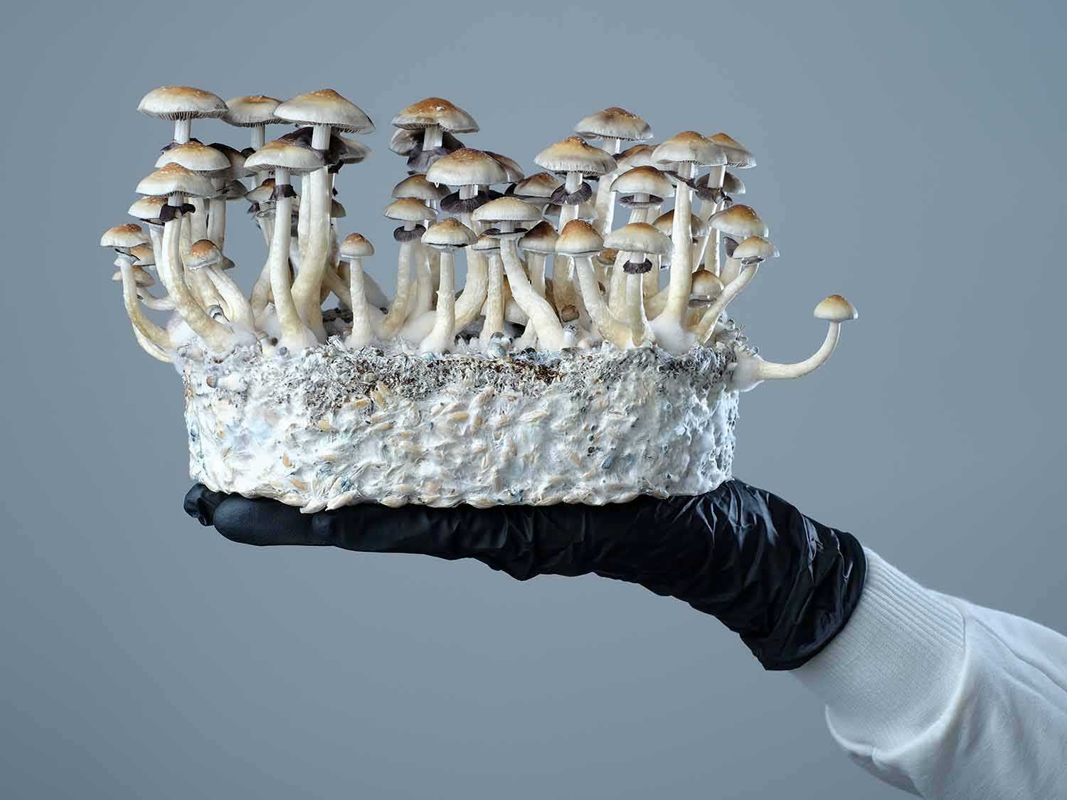 MYCELIUM TN