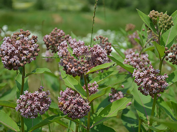 Milkweed produces natural high-performance insulation