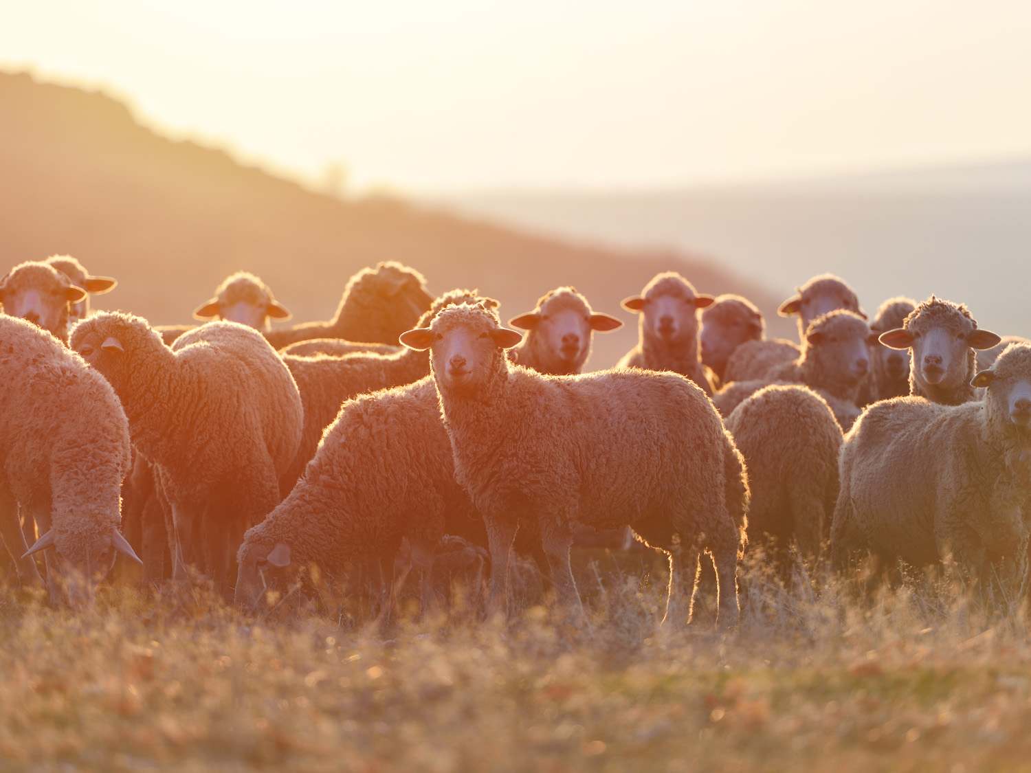 Wool Market Report