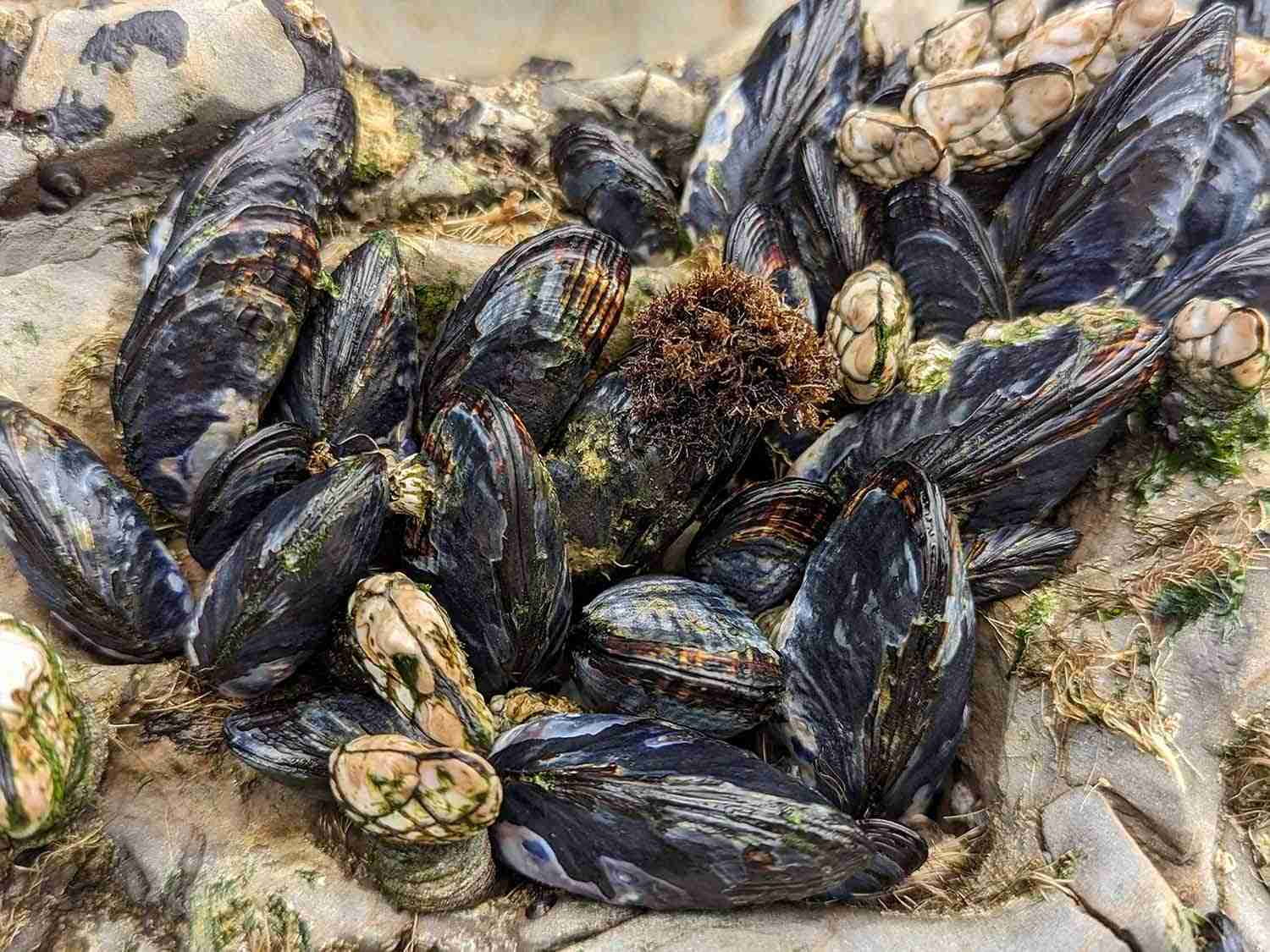 MUSSEL TN