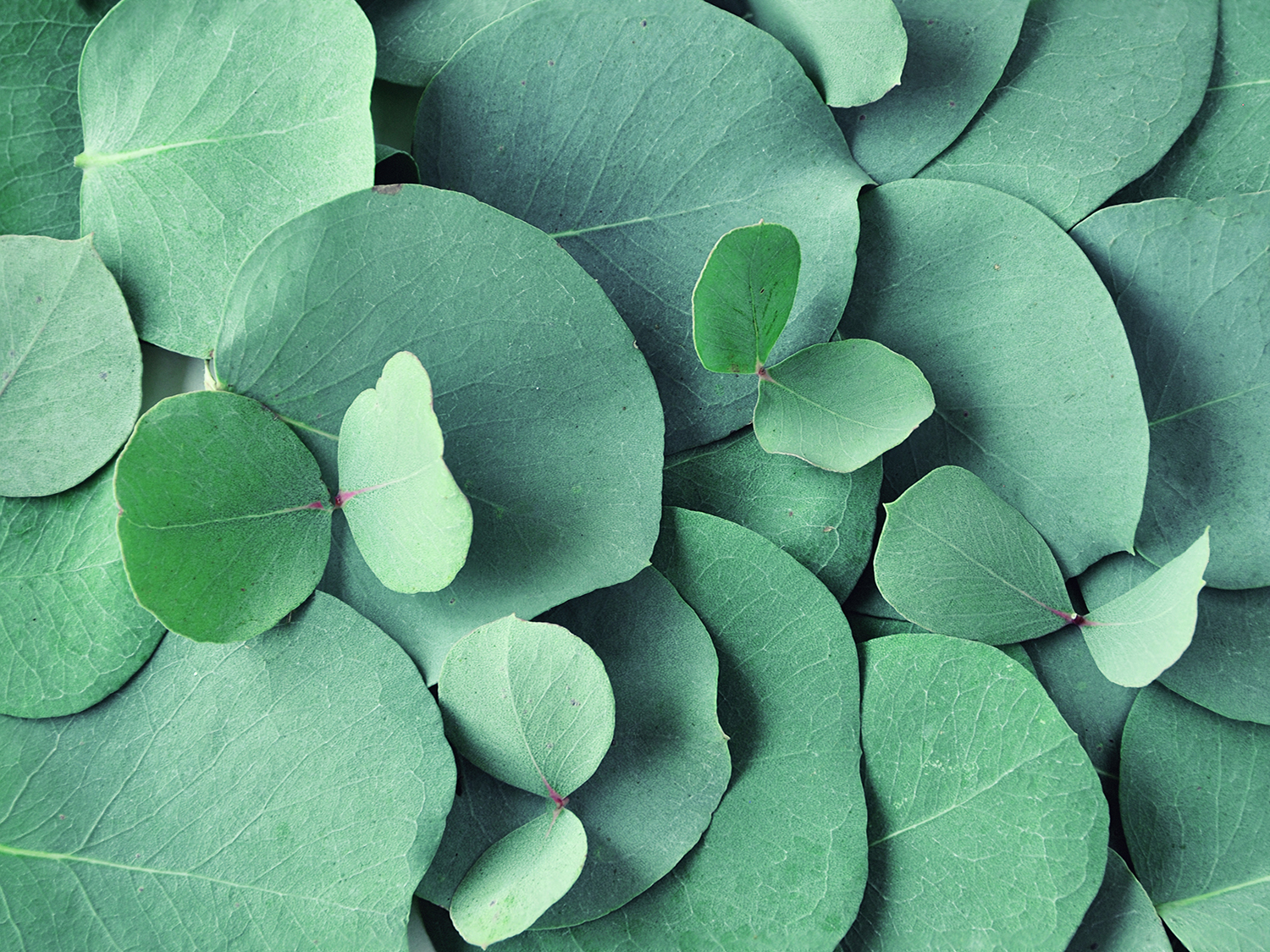 EUCALYPTUS TN