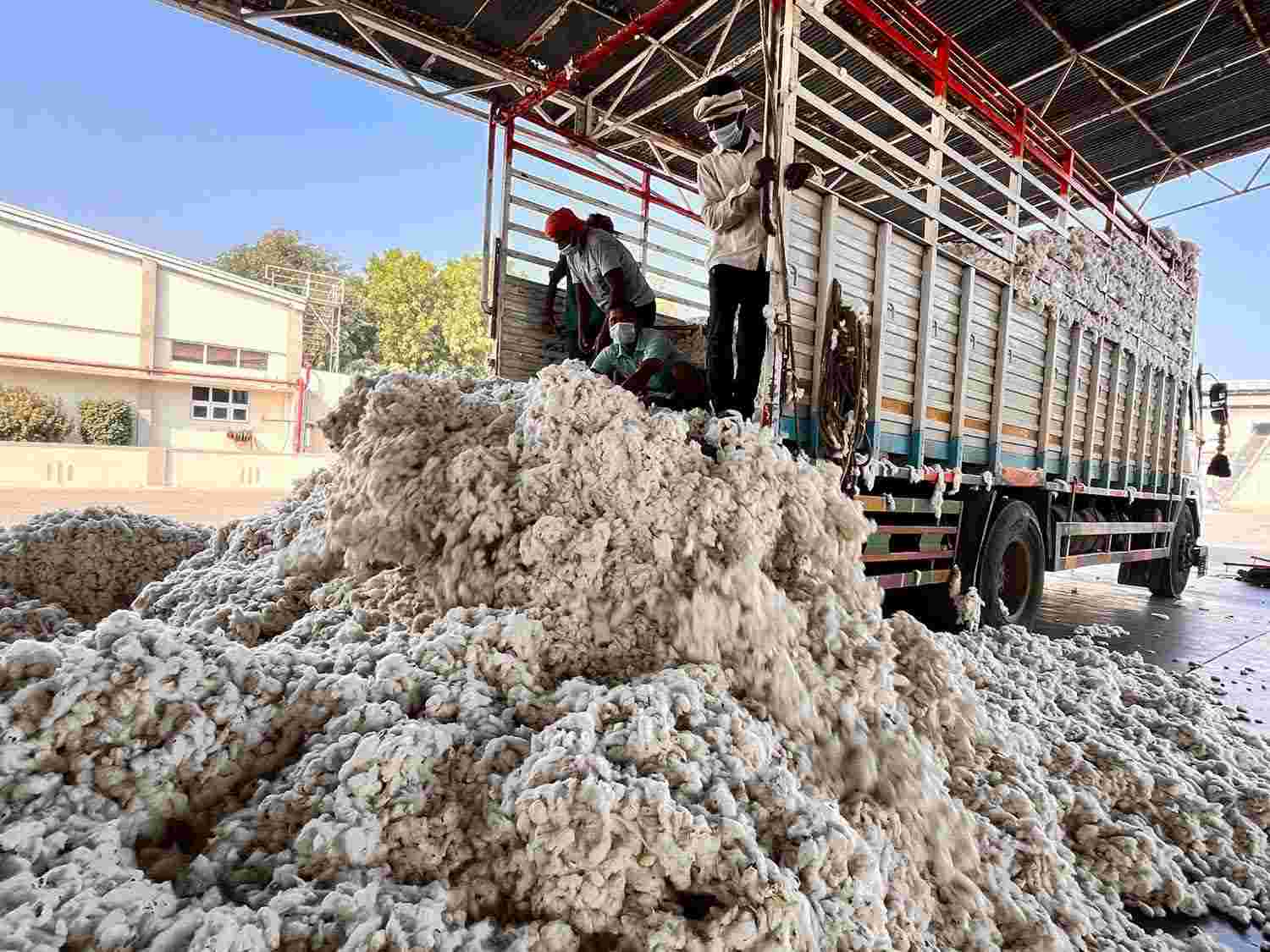 COTTON TN