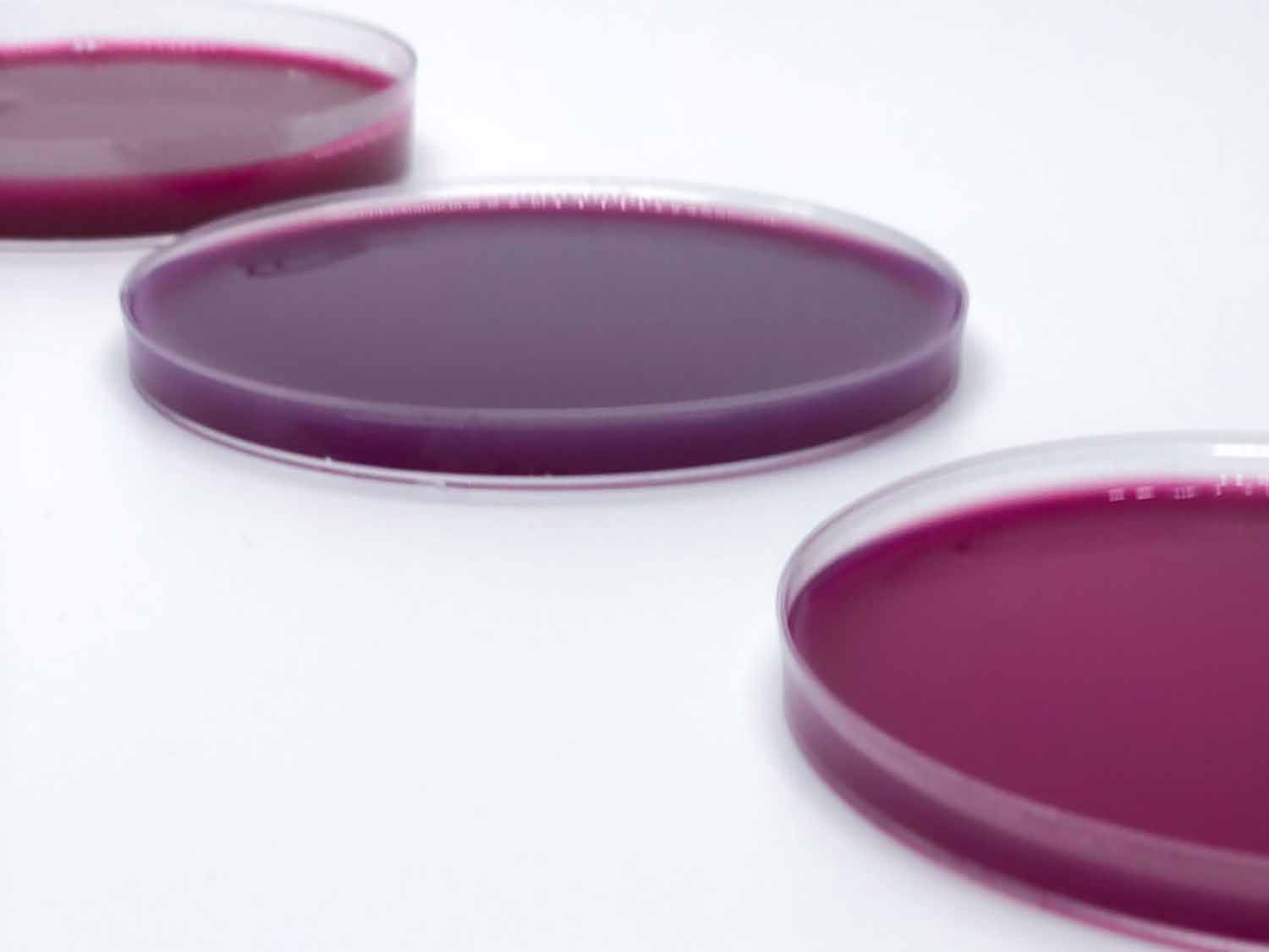 Regional funding supports Scottish seaweed dyes
