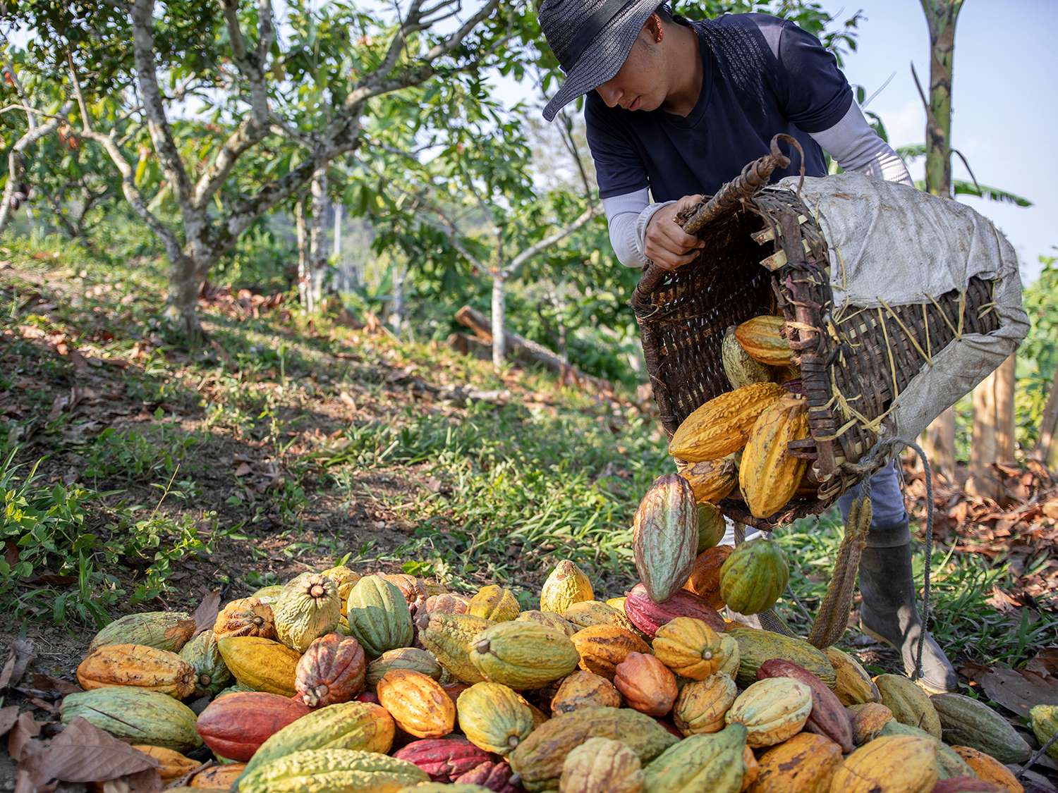 CACAO TN