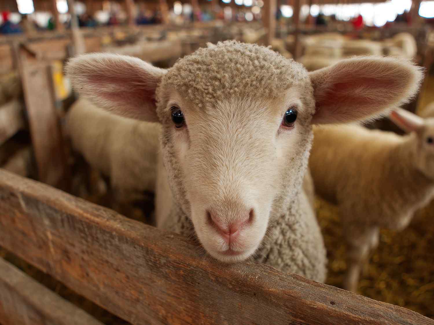 Wool Market Report 
