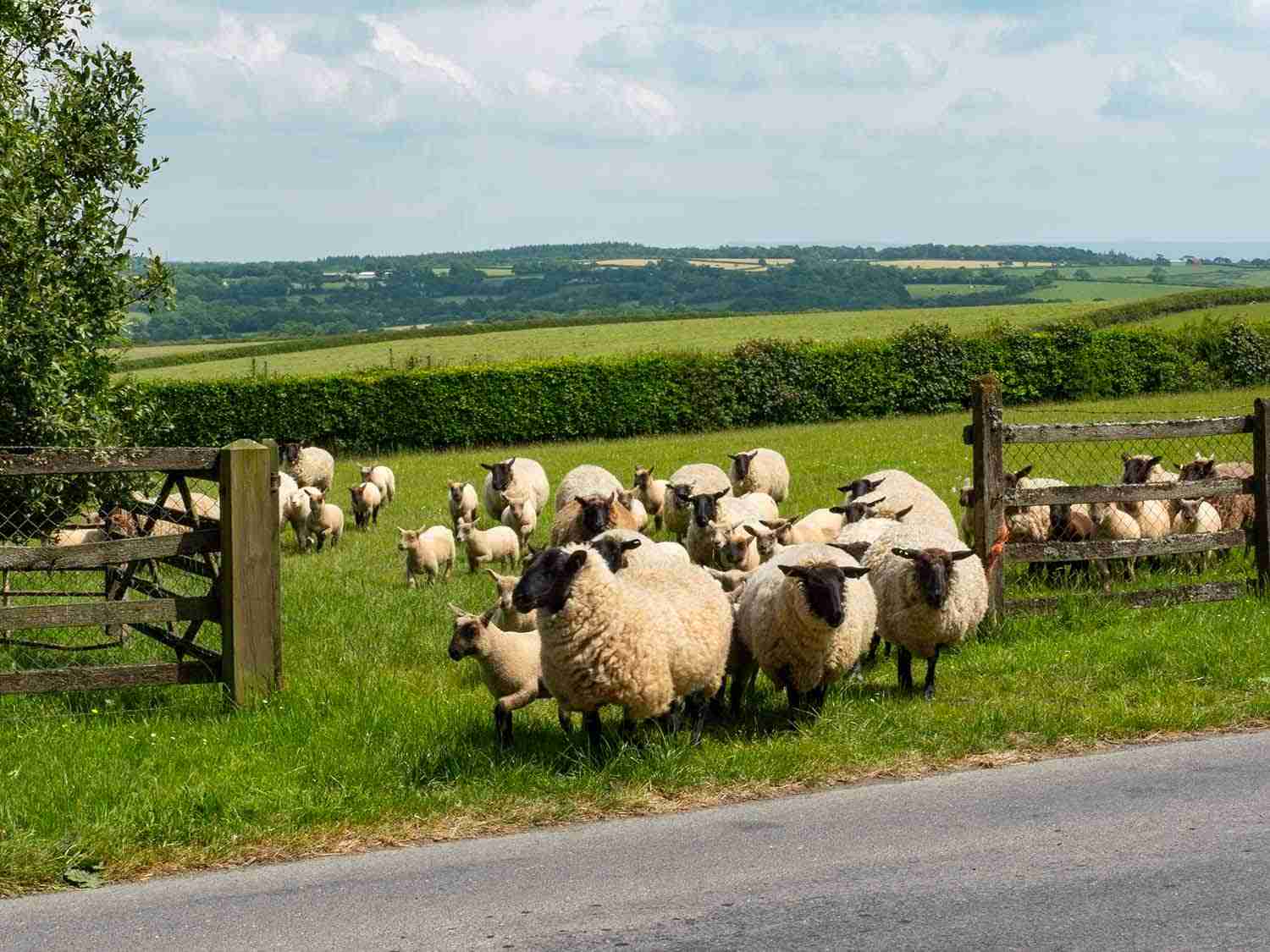 Wool Market Report