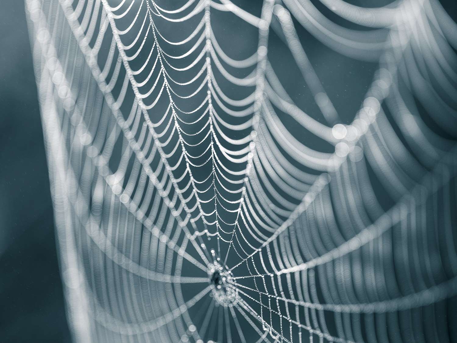 SPIDER SILK TN